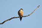 Mosque Swallow by Mick Dryden