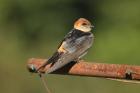 Striped Swallow by Mick Dryden