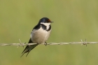 White throated Swallow by Mick Dryden