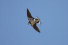 White-throated Swallow by Mick dryden