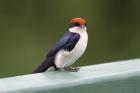 Wire-tailed Swallow by Mick Dryden