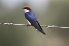 Wire-tailed Swallow by Mick Dryden