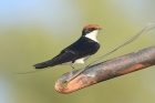Wire tailed Swallow by Mick Dryden