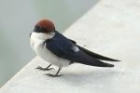 Wire-tailed Swallow by Mick Dryden