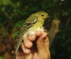 Blackpoll Warbler by George Hentsch