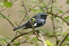 Black throated Blue Warbler by Mick Dryden