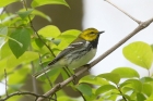 Black throated Green Warbler by Mick Dryden