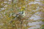 Black-throated Green Warbler by Mick Dryden