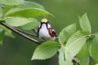 Chestnut-sided Warbler by Mick Dryden