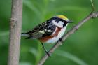 Chestnut-sided Warbler by Mick Dryden