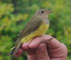 Connecticut Warbler by Georg Hentsch