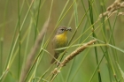 Commmon Yellowthroat by Mick Dryden Commmon Yellowthroat by Mick Dryden