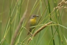 Commmon Yellowthroat by Mick Dryden