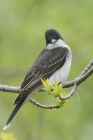 Eastern Kingbird by Mick Dryden