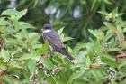 Eastern Kingbird by Mick Dryden Eastern Kingbird by Mick Dryden