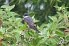 Eastern Kingbird by Mick Dryden