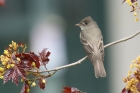 Eastern Wood Pewee by Mick Dryden