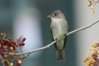 Eastern Wood Pewee by Mick Dryden