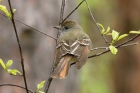 Great crested Flycatcher by Mick Dryden