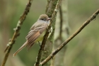 Great crested Flycatcher by Mick Dryden