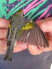 Golden-winged Warbler by Heather Wilson Golden-winged Warbler by Heather Wilson