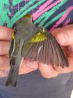 Golden-winged Warbler by Heather Wilson