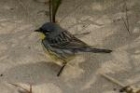 Kirtlands Warbler by Mick Dryden