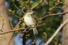 Least Flycatcher by Mick Dryden