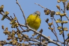 Nashville Warbler by Mick Dryden