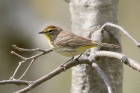 Palm Warbler by Mick Dryden