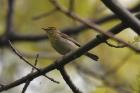 Palm Warbler by Mick Dryden