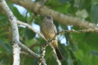 Say's Phoebe by Mick Dryden