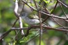 Tennessee Warbler by Mick Dryden