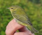 Tennessee Warbler by Georg Hentsch