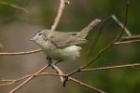 Warbling Vireo by Mick Dryden Warbling Vireo by Mick Dryden