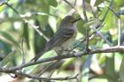 White-eyed Vireo by Miranda Collett White-eyed Vireo by Miranda Collett