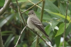 Western Wood Pewee by Mick Dryden