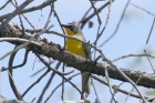 Yellow-breasted Chat by Mick Dryden Yellow-breasted Chat by Mick Dryden