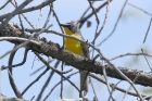 Yellow-breasted Chat by Mick Dryden