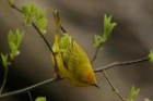 Yellow Warbler by Mick Dryden