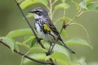 Yellow-rumped Warbler by Mick Dryden