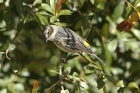 Yellow-rumped Warbler by Mick Dryden Yellow-rumped Warbler by Mick Dryden