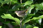 Common Yellowthroat by Mick Dryden Common Yellowthroat by Mick Dryden