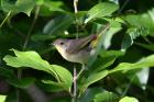 Common Yellowthroat by Mick Dryden