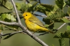 Yellow Warbler by Mick Dryden