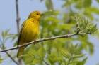 Yellow Warbler by Mick Dryden Yellow Warbler by Mick Dryden