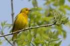 Yellow Warbler by Mick Dryden