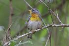 Northern Parula by Miranda Collett