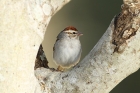 Chipping Sparrow by Mick Dryden