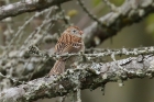 Field Sparrow by Mick Dryden